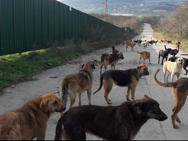 Gerekli önlemler ne zaman alınacak? Başıboş köpekler bu sefer genç kızın canını alıyordu!