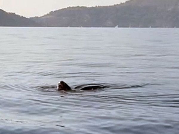 Göcek'te Devasa Bir Deniz Canlısı Görüntülendi