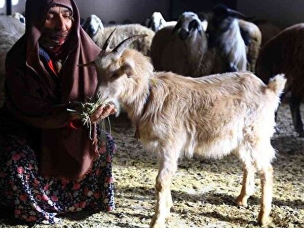 Gümüşhane’de Kadınlar Bileziklerini Bozup Kooperatifle Köylerini Kalkındırıyor