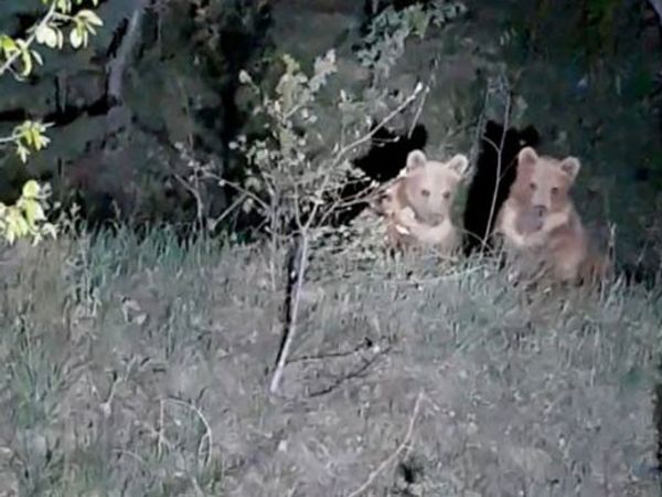 Gümüşhane’de Yavru Ayıların Gülümseten Görüntüleri