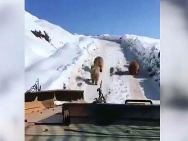Hakkari'de Ayıların Askeri Aracın Önünde Koştuğu Anlar Kamerada