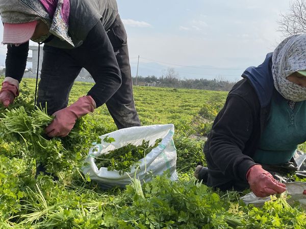 Hatay'da Hasadı Devam Eden Maydanozdan 62 Bin Ton Rekolte Bekleniyor!
