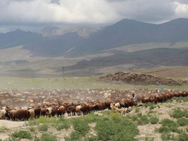 Iğdır'da Besiciler Yaylalara Çıkmaya Başladı