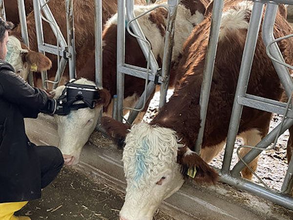 İneklere Sanal Gerçeklikle Yeşil Çayırları İzleterek Süt Üretimini Arttırıyor