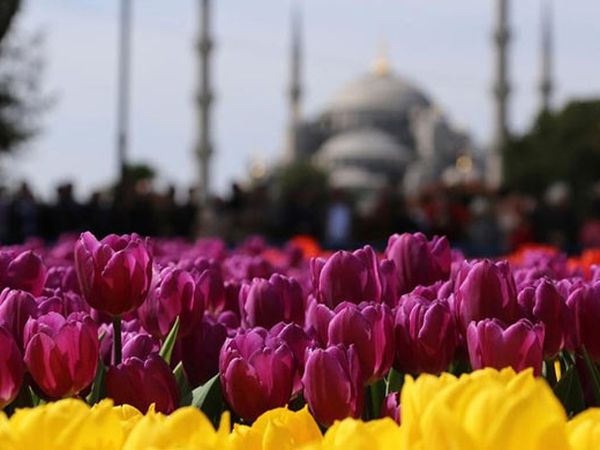 İstanbul’da Baharın Gelmesiyle Açan Laleler Görsel Şölen Oluşturdu
