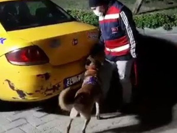 İstanbul'da Bir Takside 60 Kilo Bonzai Bulundu