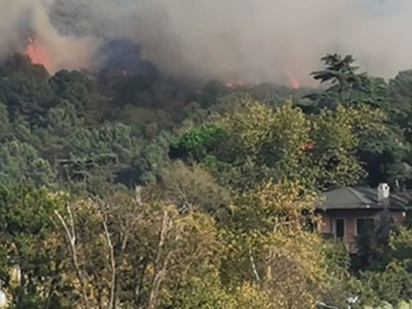 İstanbul'da Ormanlık Alanda Yangın!
