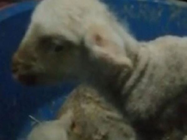 İzmir'de Anne Diyen Kuzu Görenleri Şaşkına Çevirdi