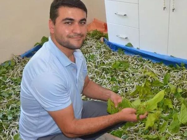 İzmir'de Merakla Başladı, 40 Bin İpek Böceğine Ulaştı! Aylık 7 Bin TL Kazanıyor