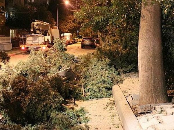 İzmir'de Şiddetli Fırtına Ağaçları Devirdi