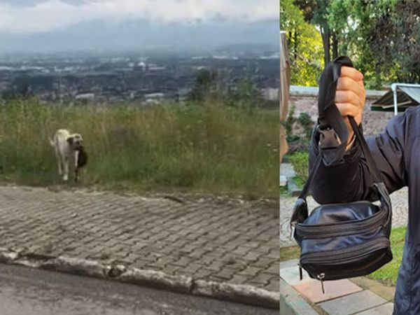 İzmit’te Akılalmaz Olay! Çantayı Alıp Kaçan Köpeği Vatandaşlar Kovaladı