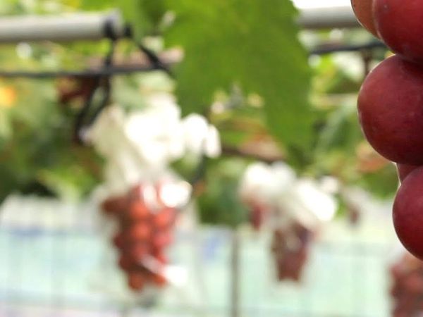 Japonya'da Üzüm Açık Arttırmada 12 Bin 700 Dolara Alıcı Buldu