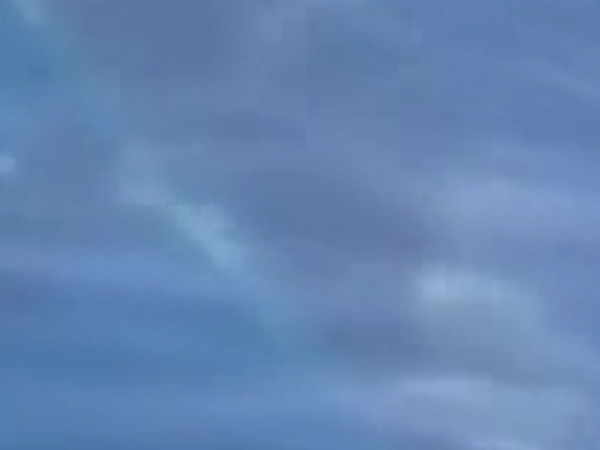 Dev Köpekbalığı Balıkçılara Saldırdı