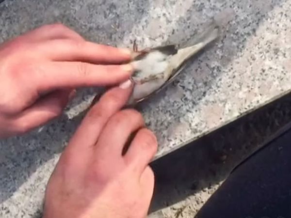 Kalp Masajı Yapılan Serçe Hayata Tutundu