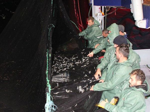 Karadeniz'de Hamsi Avı Tekrar Başladı