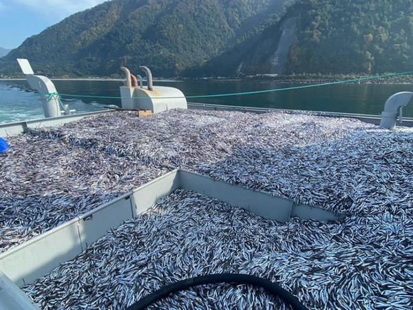 Karadeniz'deki Hamsi Bolluğu Marmaralı Balıkçıların Yüzlerini Güldürdü!
