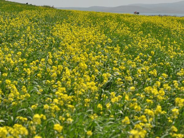 Kars'ta Tarlalarda Açan 'Sarı Çiçekler' Görsel Şölen Sundu