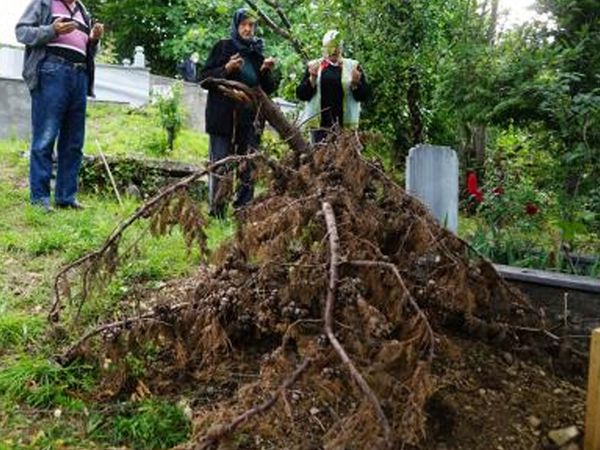 Kastamonu’da Ceset Yiyen Ayı Köylülerin Kabusu Oldu!
