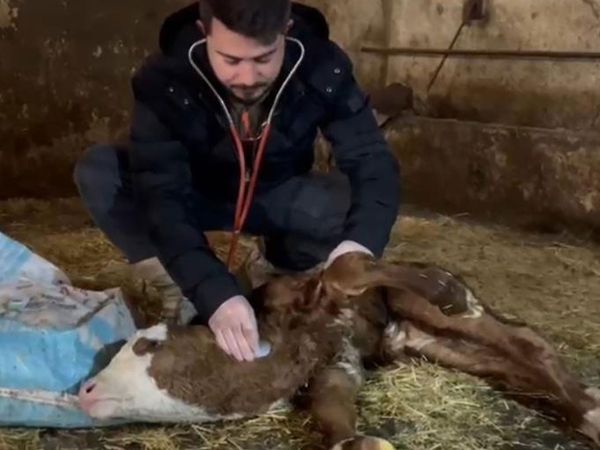 Kastamonu'daki bu buzağının kalbi boynunda atıyor!