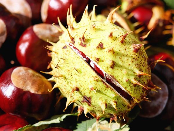 Kestane 120 TL'den Satışa Çıktı