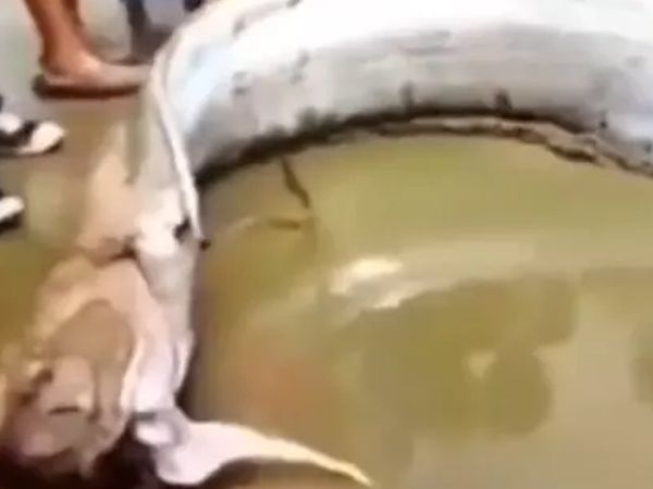 Kıyamet alameti olan balık ağlara takıldı