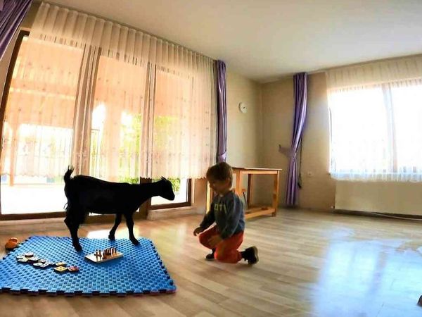 Kocaeli'de Sınıfta Keçi Var