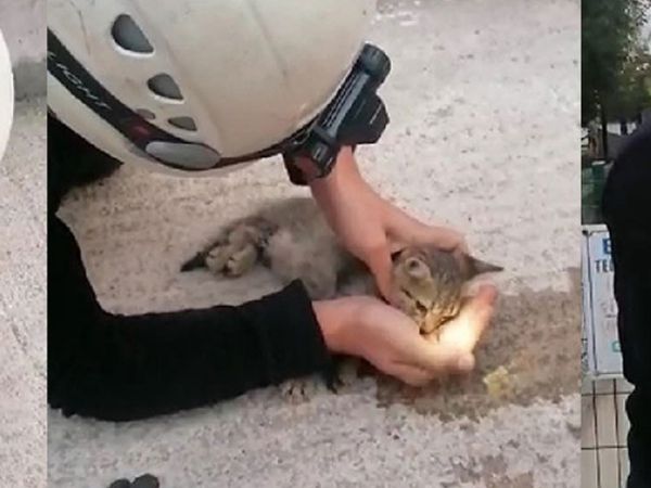 Kocaeli'de Yavru Kediyi Kalp Masajıyla Hayata Döndürdü!