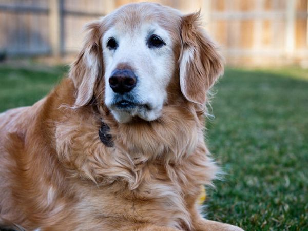 Köpek Her Gün Hamile Kadının Karnını Yalıyordu, Doktora Gidince Şok Edici Gerçeği Öğrendiler!