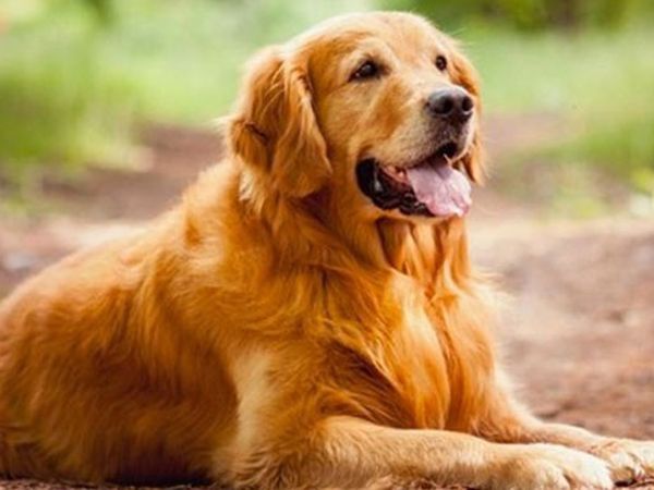 Köpek Her Gün Hamile Kadının Karnını Yalıyordu, Doktora Gidince Şok Edici Gerçeği Öğrendiler!
