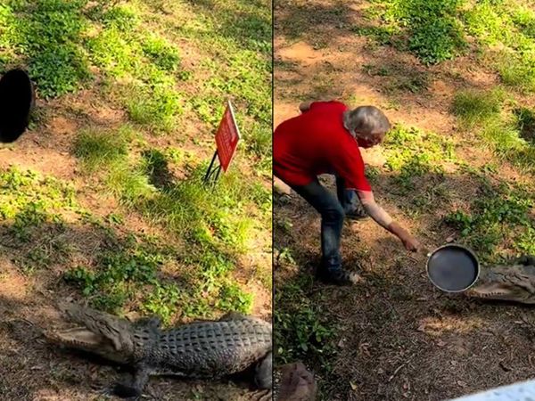Korkusuz adam kendisine saldıran timsaha tavayla karşılık verdi!