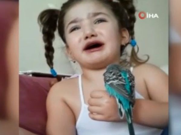 Küçük Zeynep'in Ölen Kuşu İçin Gözyaşı Döktüğü Anlar Duygulandırdı
