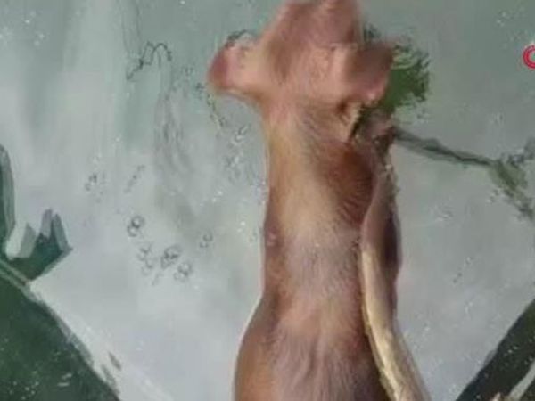 Küçükçekmece'de İpe Bağlanarak Göle Atılan Köpek Öldü
