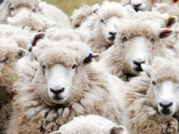 Kurban Bayramı ne zaman? Kurbanlık hayvanlar satışa çıktı! İşte illere göre fiyatlar...
