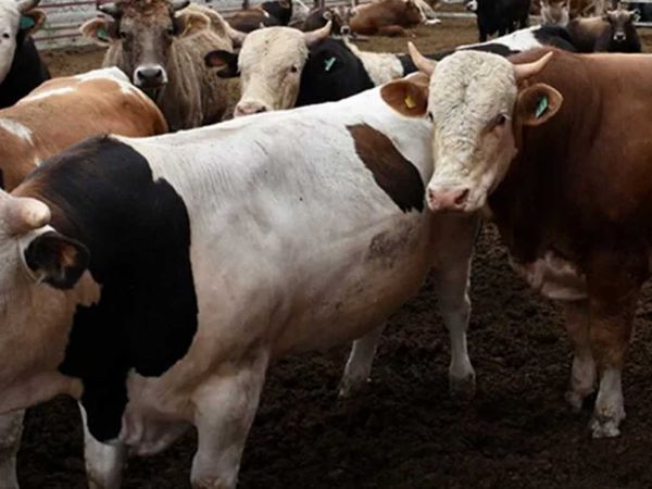 Kurban fiyatları belli oldu mu, Kurbanlık fiyatları 2022 ne kadar? Kurban fiyatlarında ilk rakam açıklandı!