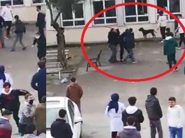 Lise Öğrencilerine Pitbull Saldırdı