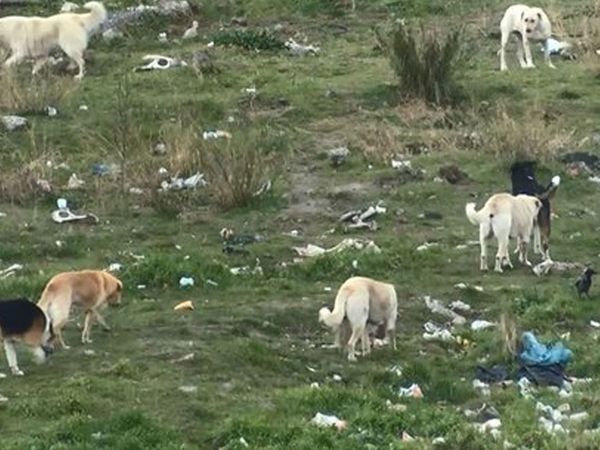 Mahallenin başıboş köpek korkusu! İstanbul'da eski fabrika arazisini onlarca köpek mesken tuttu!