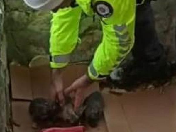 Malatya Polisinin Yavru Köpeklere Kucak Açtığı Anlar