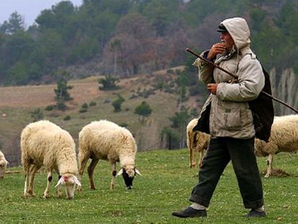 Malatya'da 5 Bin TL Maaşla Çalışacak Çoban Aranıyor