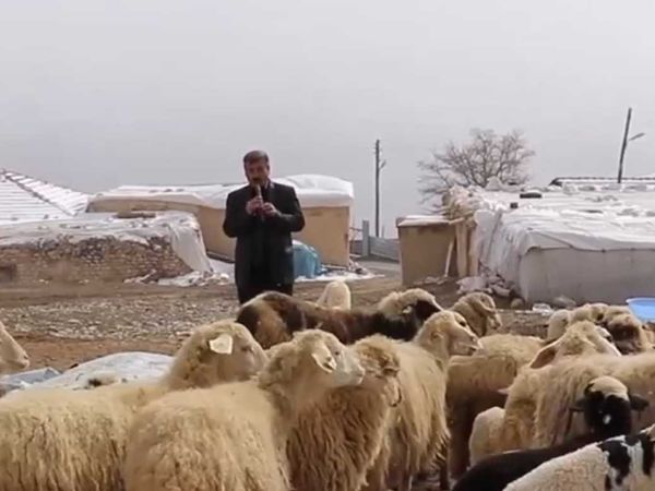 Malatya'da bin 700 rakımda yaşayan koyunların en büyük hobisi kaval dinlemek