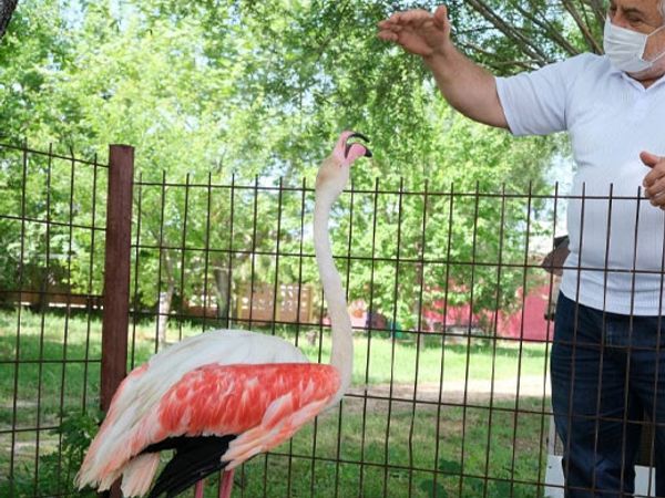 Manisa'da Ayağı Yanan Flamingonun Yardımına Hayvanseverler Koştu