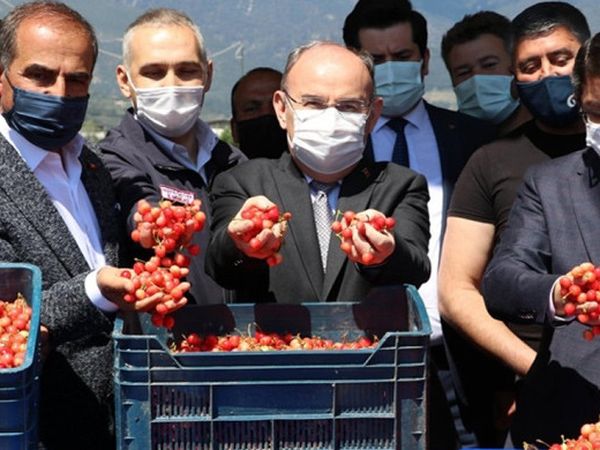 Manisa'da Sezonun İlk Kirazı 500 TL'den Satıldı