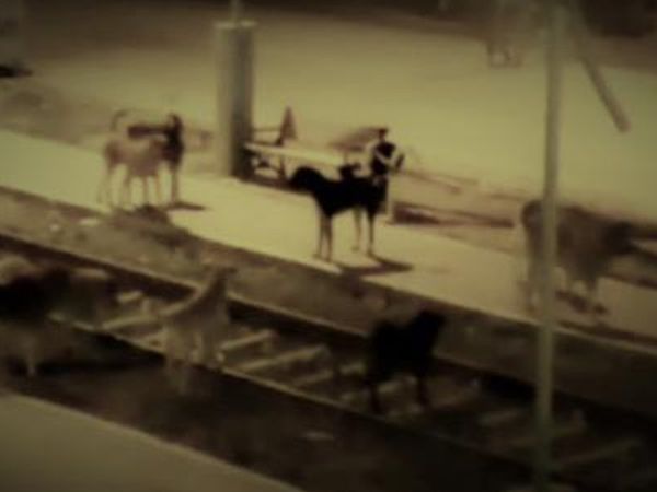 Mardin Nusaybin’de Sokak Köpeklerinin Saldırısına Uğrayan 7 Yaşındaki Çocuk Ağır Yaralandı!