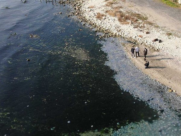 Marmara Denizi'nde korkutan tehlike: Pusula Deniz anası görüldü