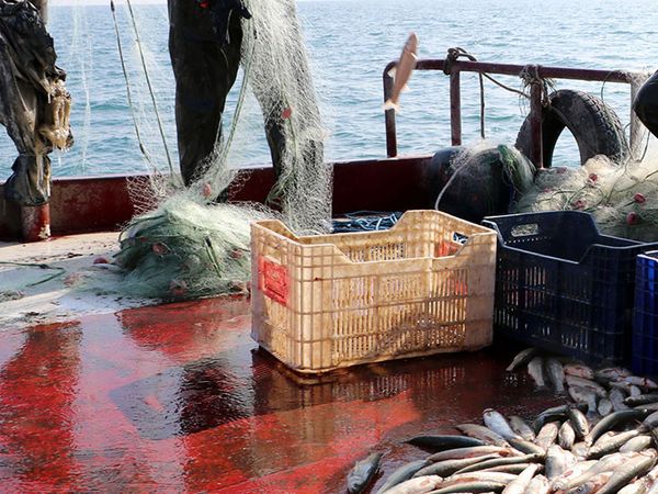 Marmara Denizi'ndeki Lüfer Bolluğuna Müsilaj Etkisi!