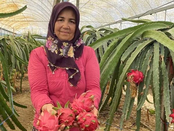 Mazot, gübre masrafı olmayan 4 gün susuz kalabilen ejder meyvesinin kilosu 100 lira!
