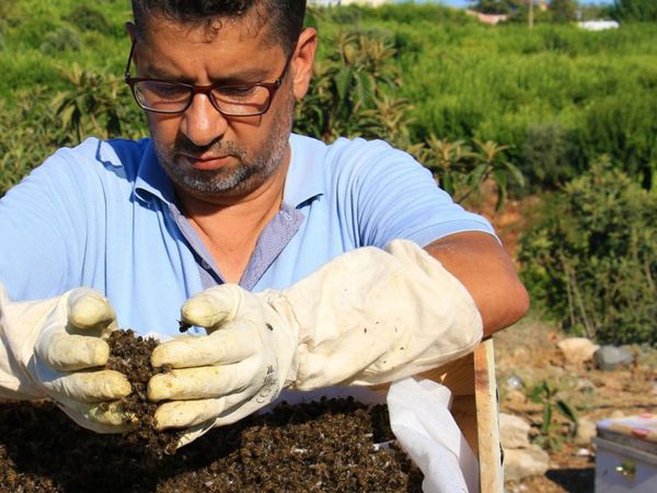 Mersin'de 1 Milyondan Fazla Arı Telef Oldu