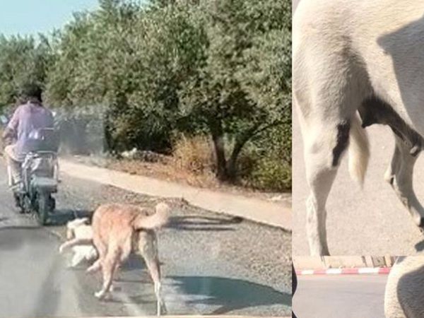 Mersin’de Anne Köpek ve Yavrusunu Elektrikli Bisikletin Arkasına Bağlayarak Eziyet Etti