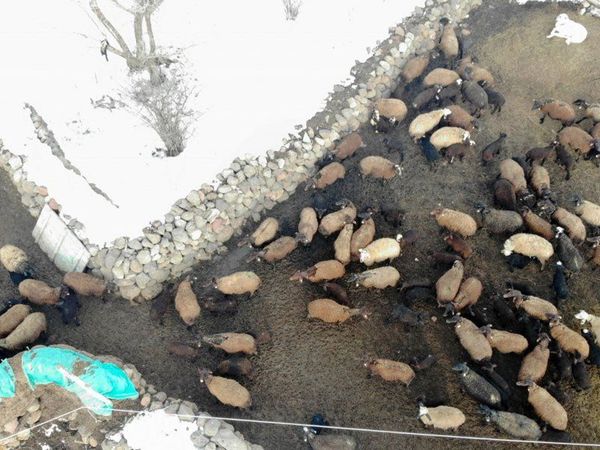 Muş'tan Renkli Görüntüler: Baharın Müjdecileri Olarak Bilinen Kuzular Anneleriyle Buluştu!