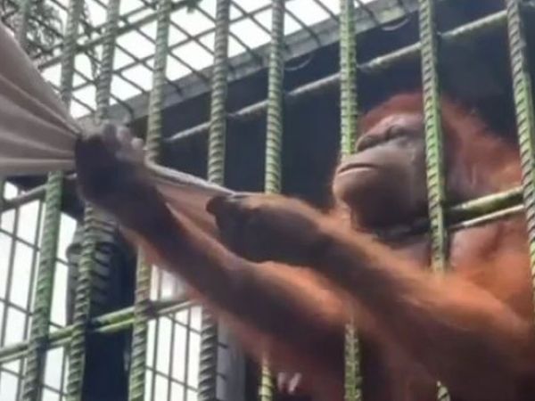 Orangutana yakalanan adamın korku dolu anları!