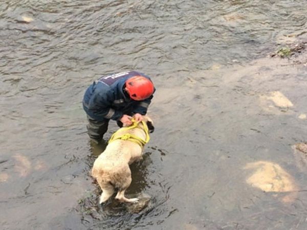 Ordu'da Çaya Düşen Köpeğin İmdadına İtfaiye Yetişti